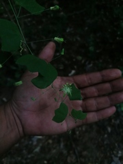 Passiflora filipes
