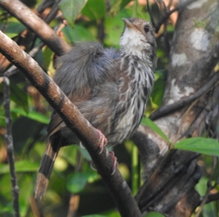 Pellorneum ruficeps