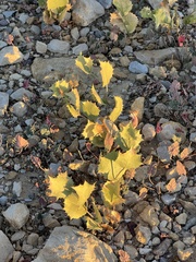 Acourtia nana