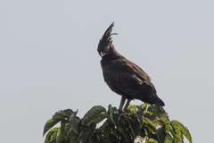 Lophaetus occipitalis