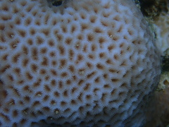 Goniastrea
