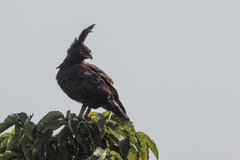 Lophaetus occipitalis