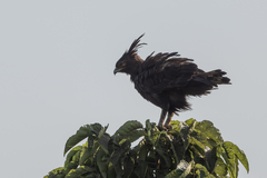 Lophaetus occipitalis