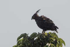 Lophaetus occipitalis