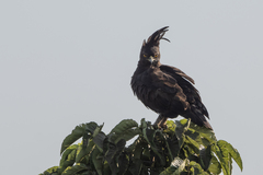 Lophaetus occipitalis