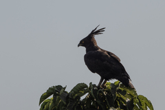 Lophaetus occipitalis