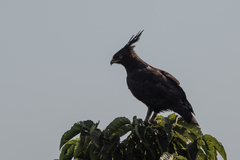 Lophaetus occipitalis