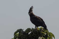 Lophaetus occipitalis