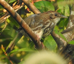 Pellorneum ruficeps