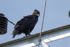 Lophaetus occipitalis