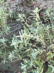 Buddleja scordioides