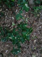 Pithecellobium lanceolatum