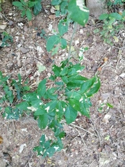 Pithecellobium lanceolatum