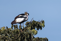 Balearica regulorum