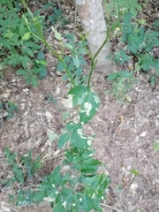 Pithecellobium lanceolatum