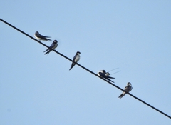 Hirundo smithii