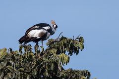 Balearica regulorum