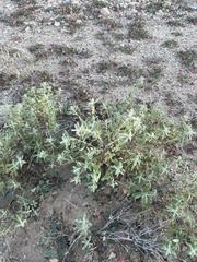 Buddleja scordioides