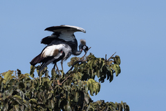 Balearica regulorum