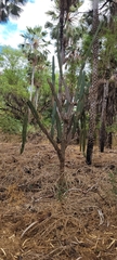 Cereus jamacaru