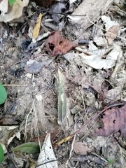 Acanthocereus fosterianus