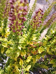 Ophryosporus triangularis