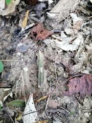 Acanthocereus fosterianus