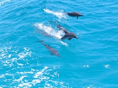 Stenella longirostris