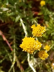 Helichrysum cymosum