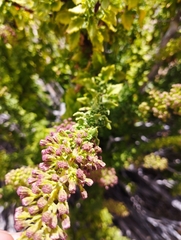 Ophryosporus triangularis