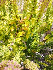 Ophryosporus triangularis