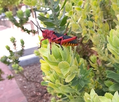 Phymateus morbillosus