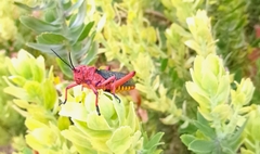 Phymateus morbillosus