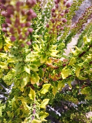 Ophryosporus triangularis