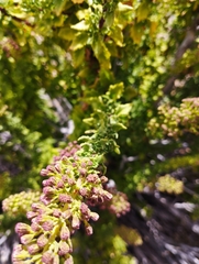 Ophryosporus triangularis