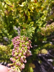 Ophryosporus triangularis