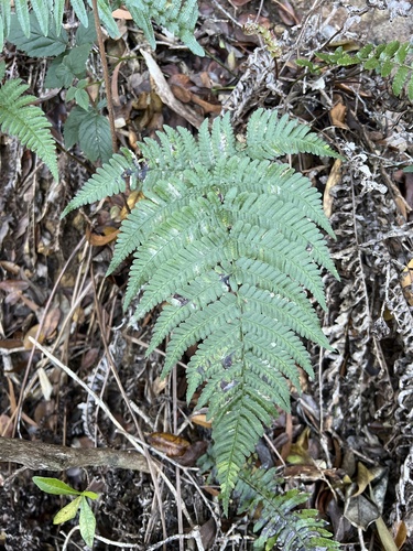 Dryopteris sandwicensis