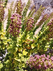 Ophryosporus triangularis