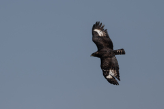 Lophaetus occipitalis