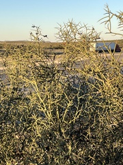 Koeberlinia spinosa