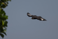 Lophaetus occipitalis