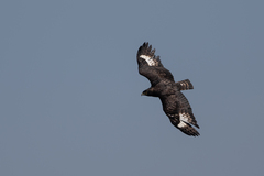 Lophaetus occipitalis