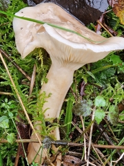 Ampulloclitocybe