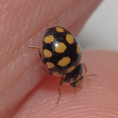 Coccinula quatuordecimpustulata