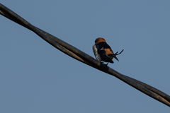 Cecropis abyssinica