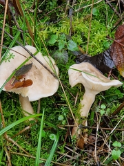 Ampulloclitocybe