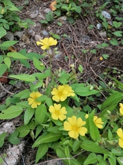 Oxalis frutescens