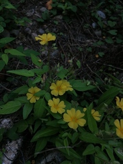 Oxalis frutescens