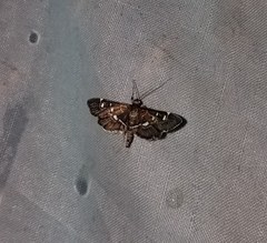 Nomophilini