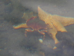 Metacarcinus novaezelandiae